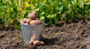 Рекомендации при покупке картофелеуборочного устройства